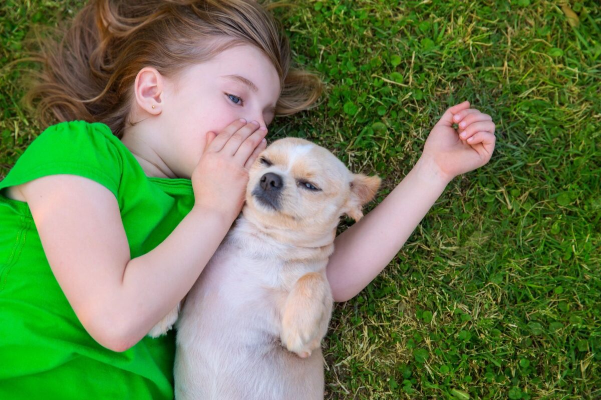 Chihuahua laying in grass.