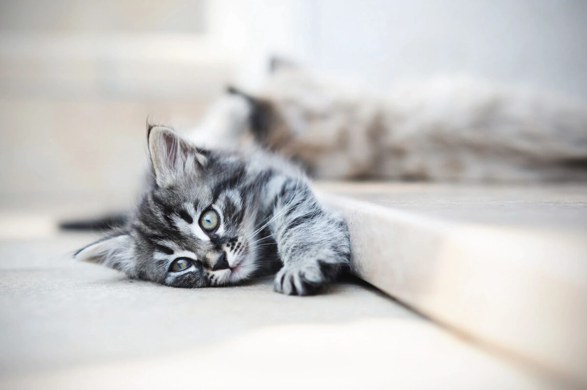 Cute playful kitten