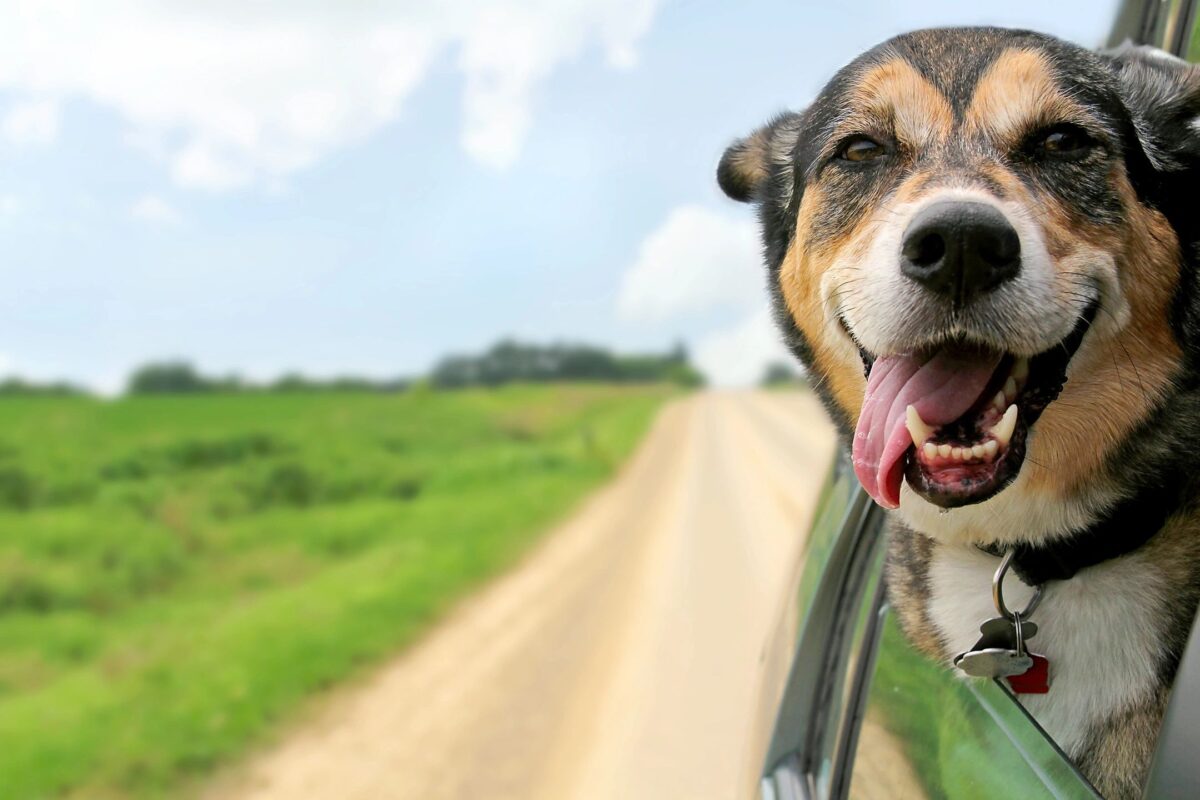 Happy dog riding in car.