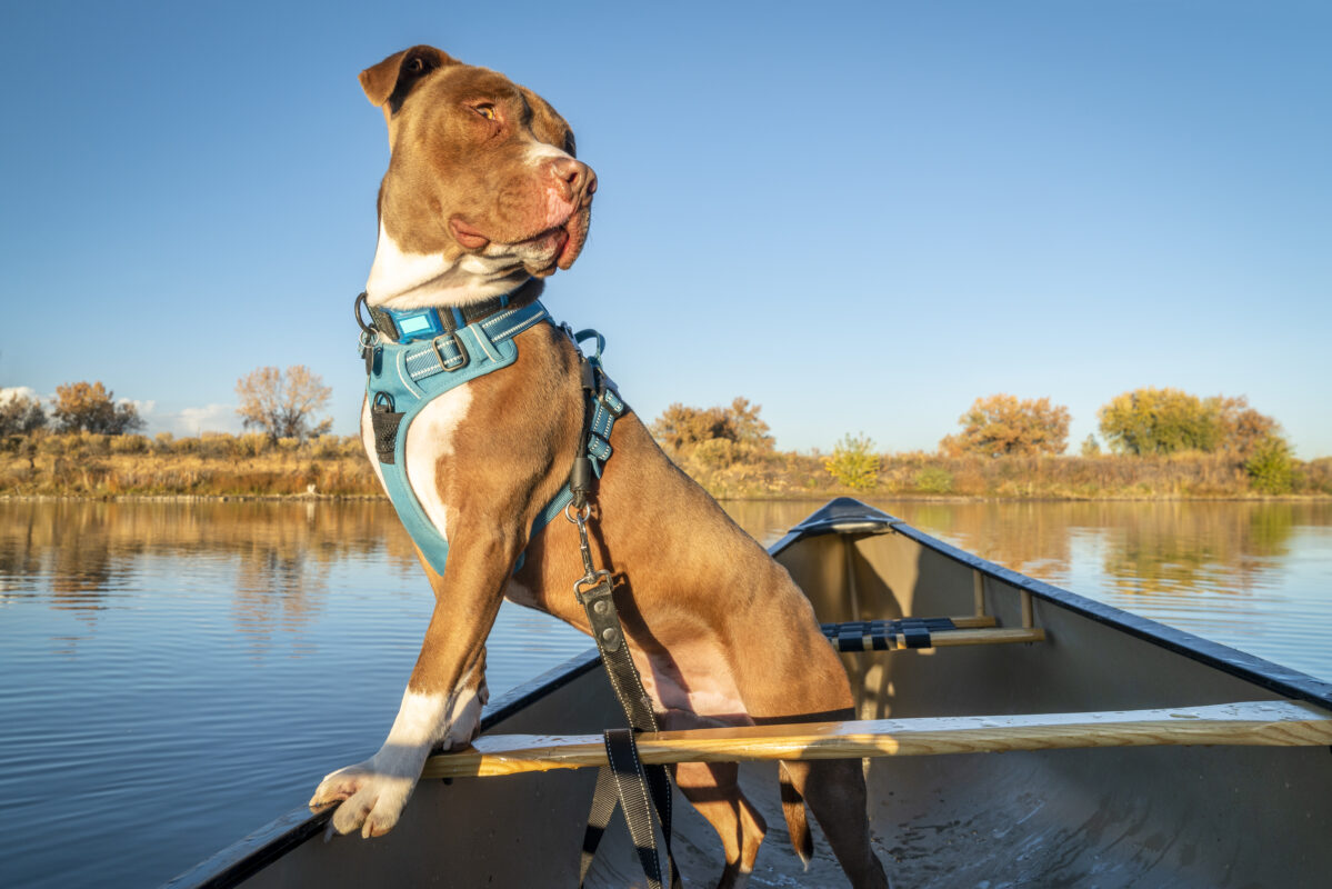 Pitbull Terrier in a canoe on a lake in Colorado