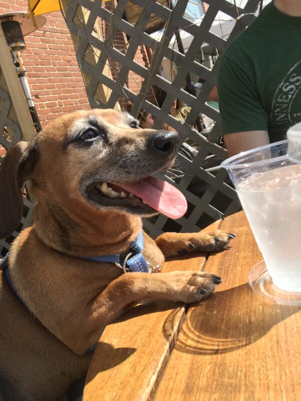 Cute dog at a local brewery