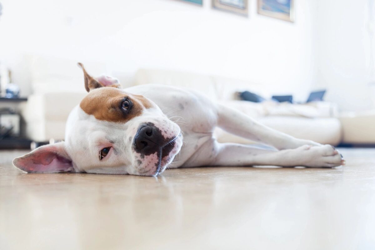 Cute dog laying on its side