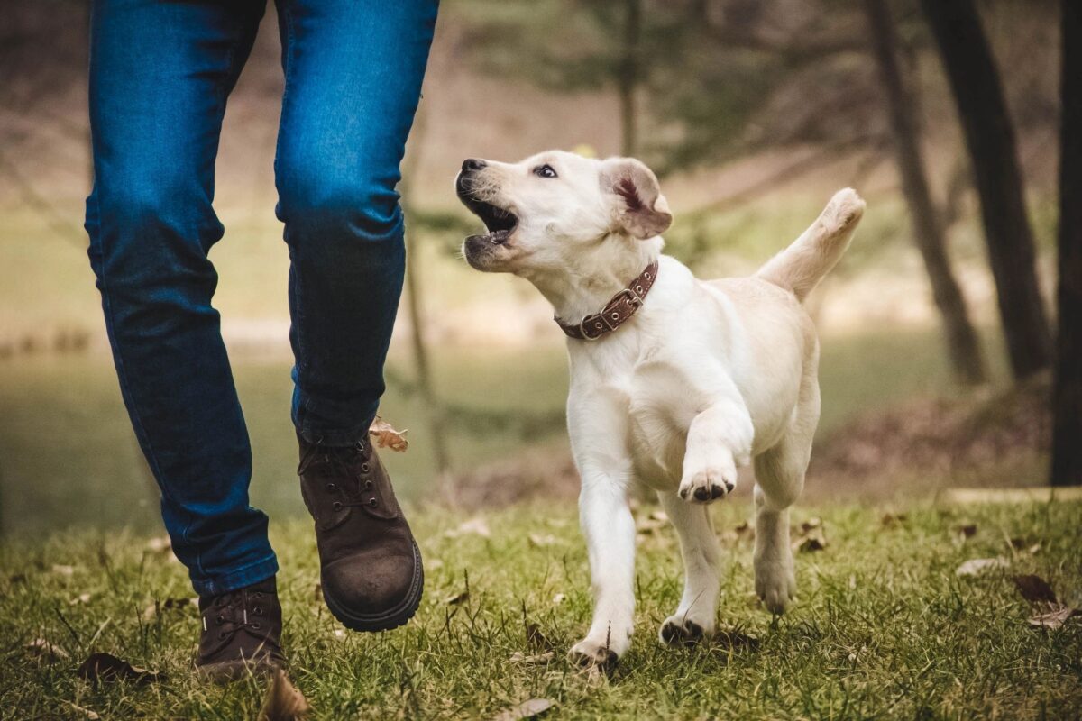 Puppy running along side owner