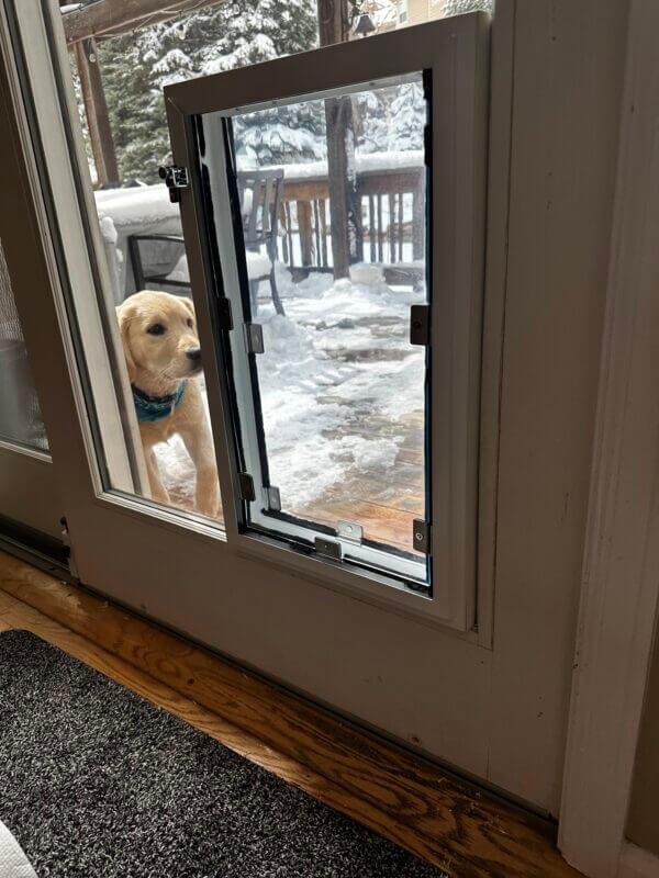 Golden Retriever puppy looking curiously through pet door